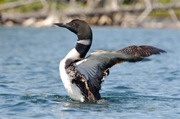 WCS Calls for Volunteers to Survey Adirondack Loons 